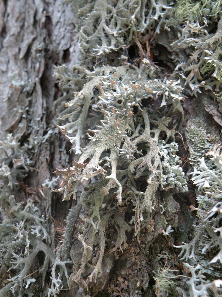 Licheni sul Pizzo Camino